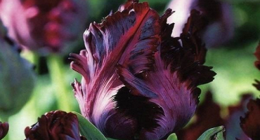 Popis a charakteristika tulipánu černého papouška, výsadba a péče